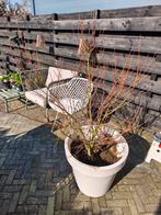 Acer Japanse esdoorn zsm ophalen!!, Ophalen