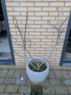 Gratis vijgenstruik met bloempot - geeft elk jaar vijgen!, Ophalen, Overige soorten, Volle zon