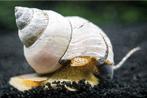 White Wizard Slak (Filopaludina martensi), Dieren en Toebehoren, Slak of Weekdier