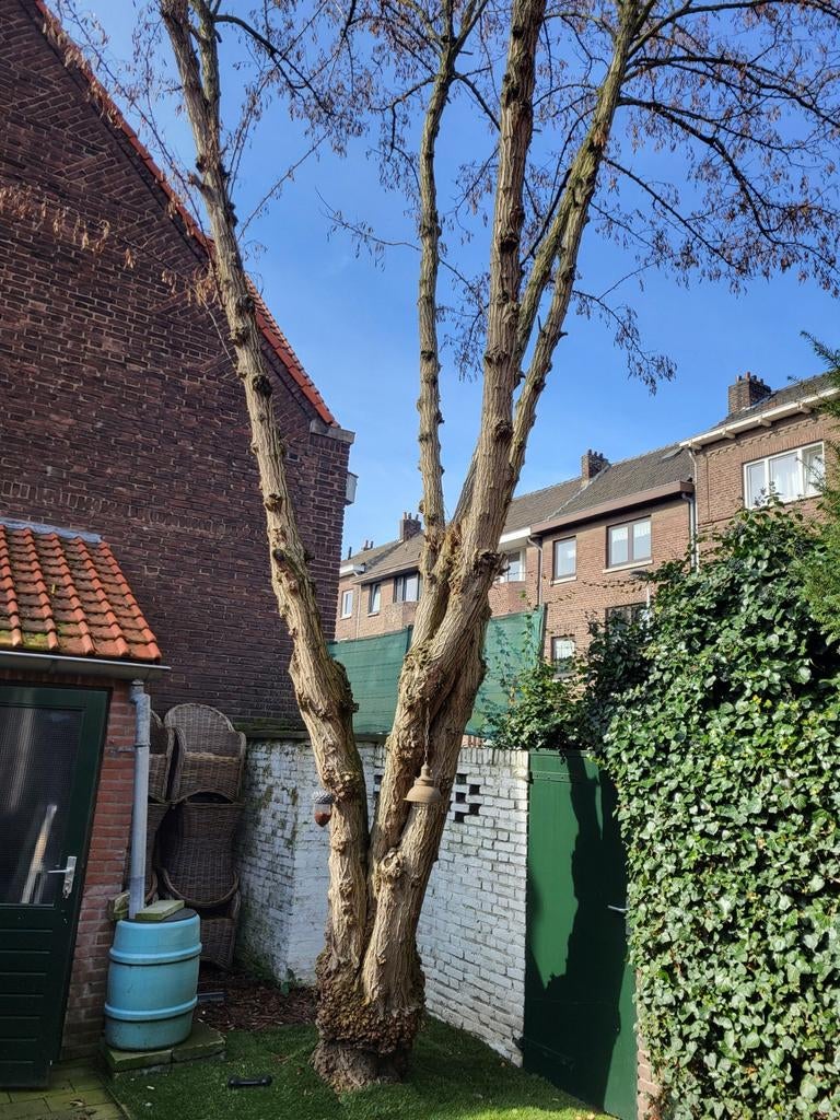 Gezocht. Wie kan deze boom heel kort snoeien tot op stam, Tuin en Terras, Planten | Bomen, Volle zon, 100 tot 250 cm, Zomer, Overige soorten