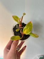 Baby Philodendron Painted Lady met 2 groeipunten, Ophalen of Verzenden, Halfschaduw, Minder dan 100 cm