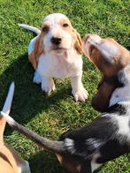 Engelse basset puppies, Basset, 8 tot 15 weken, Meerdere, Meerdere dieren