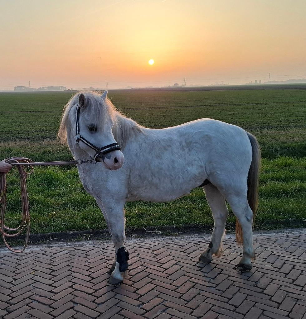Prachtige toekomstige kinderpony, Dieren en Toebehoren, Pony's, Met stamboom, Ruin, Zadelmak, 3 tot 6 jaar