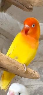 Gele/lutino/creme fischeri, Dieren en Toebehoren, Geslacht onbekend, Dwergpapegaai of Agapornis, Geringd