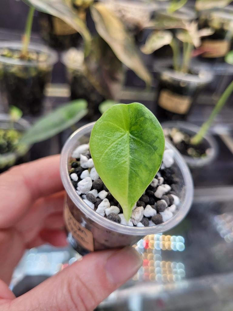 Alocasia platinum aurea variegata, Huis en Inrichting, Kamerplanten, Ophalen of Verzenden, Halfschaduw, Minder dan 100 cm