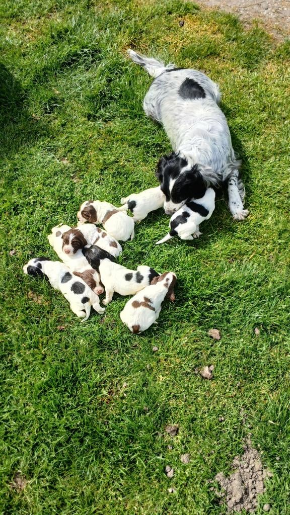 Engelse spaniel  springer pups met stamboom, Dieren en Toebehoren, Honden | Retrievers, Spaniëls en Waterhonden, Parvo, 8 tot 15 weken