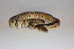Ball python 0.1, Dieren en Toebehoren, Slang, Tam, 0 tot 2 jaar