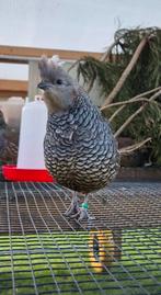 4 - 0 Blauwschubben kwartels, Dieren en Toebehoren, Mannelijk, Tropenvogel, Geringd