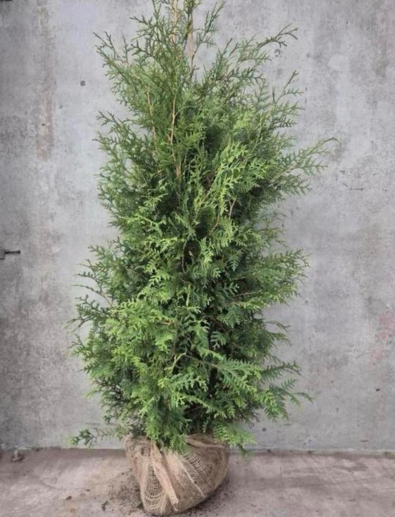 ‼️AKTIE‼️ conifeer Thuja 125-150, Tuin en Terras, Planten | Struiken en Hagen, Ophalen of Verzenden, Conifeer, 100 tot 250 cm