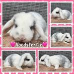 Lieve & mooie raszuivere jonge Franse Hangoor konijntjes, Meerdere dieren, Groot, Hangoor, 0 tot 2 jaar