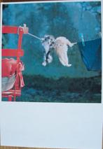 Helmut Klein - Waslijn met poesjes - 1985 - nieuw, Verzamelen, Verzenden, 1980 tot heden, Ongelopen, Overige thema's