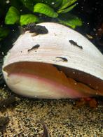 Ancistrus vissen, Dieren en Toebehoren, Vis