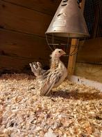 Ayam Serama’s, Dieren en Toebehoren, Pluimvee, Meerdere dieren, Kip