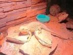 Vrouwelijke baardagaam met terrarium ziet foto, Dieren en Toebehoren, Reptielen en Amfibieën, Hagedis
