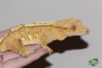 Wimpergekko vrouw beschikbaar voor biedingen
