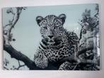 Glas Schilderij Panter 120x80, Ophalen, Oorspronkelijke maker, 100 tot 125 cm, 75 cm of meer