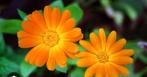 Calendula zaad(Goudsbloem), Tuin en Terras, Bloembollen en Zaden, Ophalen of Verzenden, Voorjaar, Volle zon, Zaad
