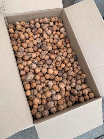 Verse winddroge walnoten, eventueel in dozen 10 kg beschikbaar voor biedingen