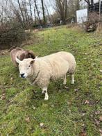 Engelse texelaar ram met booroola gen., Mannelijk, Schaap, 3 tot 5 jaar