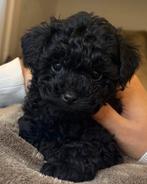 Toypoedel pup, Parvo, Reu, 8 tot 15 weken, Eén hond