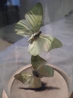 Stolp met echte vlinders, Ophalen, Zo goed als nieuw