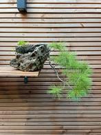 Bonsai - Pinus wallichiana, Tuin en Terras, Bloeit niet, Overige soorten, Minder dan 100 cm, Ophalen