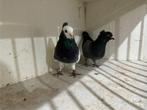 Hoogevliegers serbisch duiven, Dieren en Toebehoren, Vogels | Duiven, Meerdere dieren