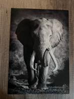 A4 Poster - Zwart-wit olifant, Huis en Inrichting, Woonaccessoires | Schilderijen, Tekeningen en Foto's, Ophalen of Verzenden