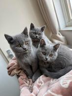 Britse korthaar kittens zoeken warm liefdevol huisje, Dieren en Toebehoren, Meerdere dieren, Met stamboom