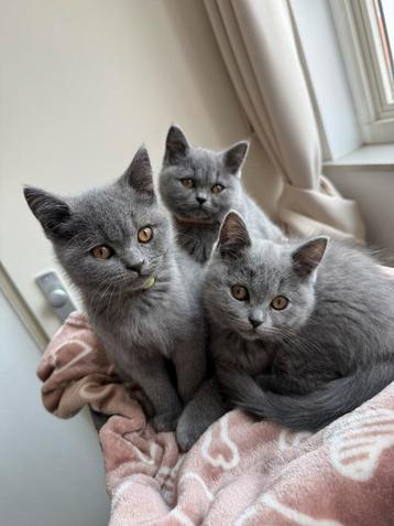 Britse korthaar kittens zoeken warm liefdevol huisje beschikbaar voor biedingen