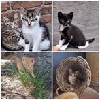 4 lieve kittens, Poes, Ontwormd, 0 tot 2 jaar