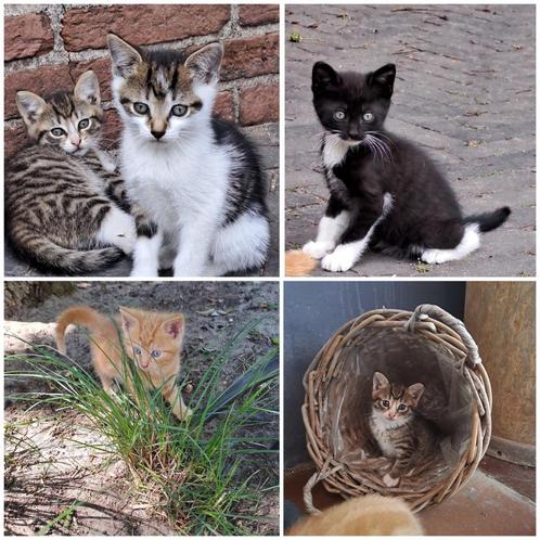 4 lieve kittens, Dieren en Toebehoren, Katten en Kittens | Raskatten | Korthaar, Poes, 0 tot 2 jaar, Ontwormd
