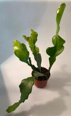Epiphyllum Crenatum Beavertail, Huis en Inrichting, Kamerplanten, Cactus, Minder dan 100 cm, Ophalen of Verzenden
