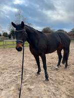 Verzorgpony’s aangeboden, Ophalen of Verzenden, Nieuw