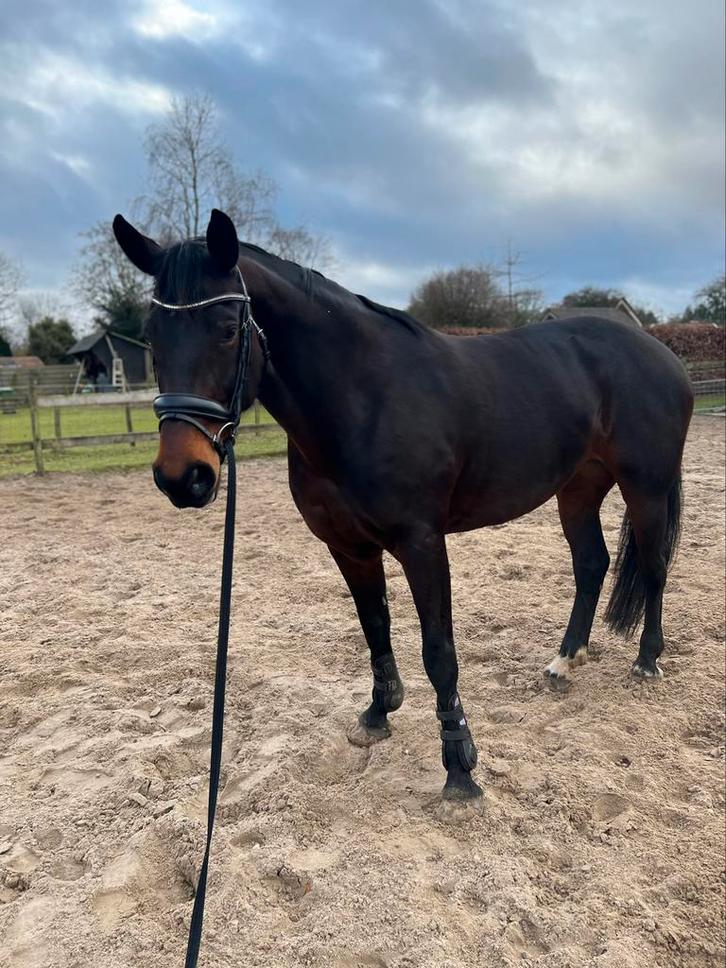 Verzorgpony’s aangeboden, Dieren en Toebehoren, Paarden en Pony's | Verzorgingsproducten, Nieuw, Ophalen of Verzenden