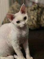 Devon Rex verkopen, 0 tot 2 jaar, Met stamboom, Poes