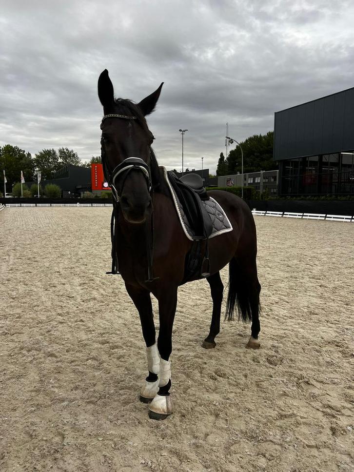 Bijrijder gezocht | KWPN | Ridderkerk, Diensten en Vakmensen, Dieren | Paarden | Verzorging, Oppas en Les, Ruiter of Bijrijder