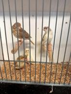 Te koop 4 kanaries 3 poppen 1 man, Dieren en Toebehoren, Vogels | Kanaries