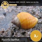 slak, Slak of Weekdier, Zoutwatervis