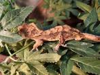 Wimpergekko 1.0 dalmation, Dieren en Toebehoren, Hagedis, 0 tot 2 jaar