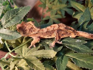Wimpergekko 1.0 dalmation beschikbaar voor biedingen