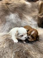 Lhasa apso pups, Dieren en Toebehoren, Honden | Chihuahua's en Gezelschapshonden, België, Overige rassen, CDV (hondenziekte), 8 tot 15 weken