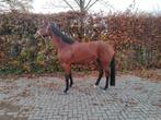 4,5 jarige KWPN merrie Ghandi X Ublesco X Flemmingh, Dieren en Toebehoren, Merrie, Gechipt, Dressuurpaard, Zadelmak