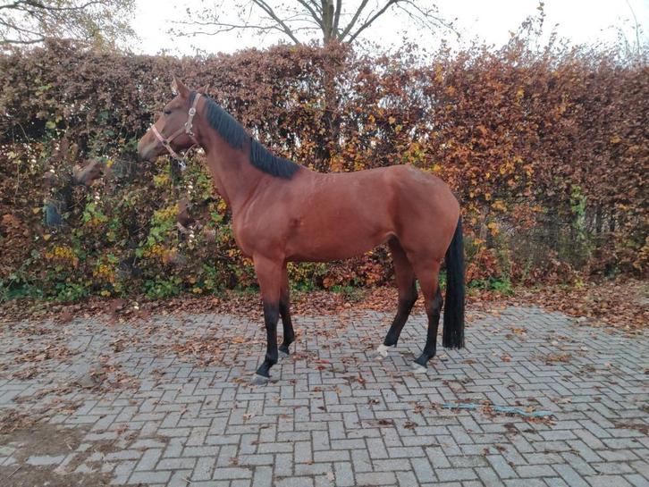4,5 jarige KWPN merrie Ghandi X Ublesco X Flemmingh, Dieren en Toebehoren, Paarden, Merrie, Zadelmak, 170 tot 175 cm, 3 tot 6 jaar