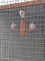 Te koop  majoor putters agaat