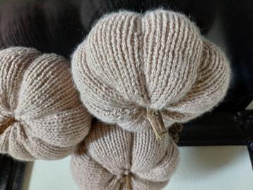 NIEUW Pompoenen  beschikbaar voor biedingen