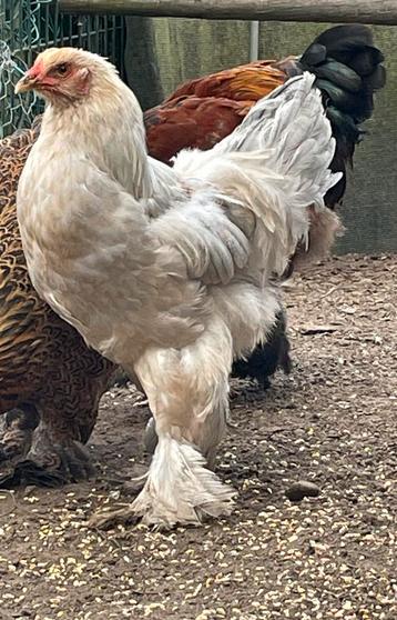 Prachtige grijs gezoomde grote brahma hanen van dit jaar beschikbaar voor biedingen