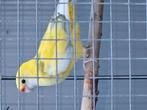 Te koop bonte gele pinant, Dieren en Toebehoren, Vogels | Parkieten en Papegaaien, Meerdere dieren, Parkiet