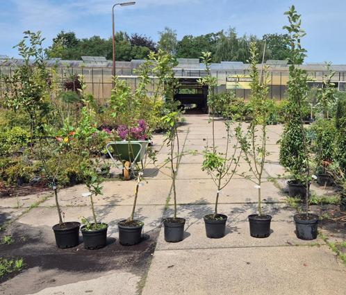 Appel bomen in soorten., Tuin en Terras, Planten | Fruitbomen, Appelboom, Minder dan 100 cm, Volle zon, Zomer, In pot, Ophalen