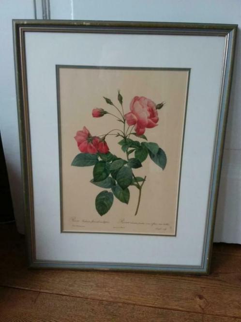 Litho van PJ Redoute Rose Redimata, Antiek en Kunst, Kunst | Litho's en Zeefdrukken, Ophalen